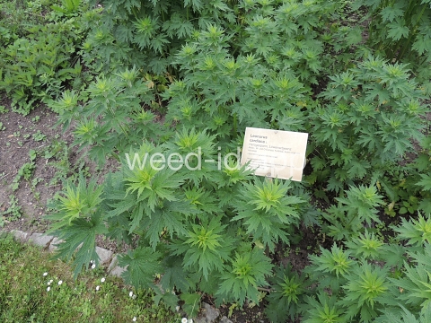 motherwort